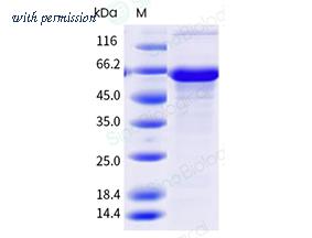 Sino Biological 213-TP0100 image 1