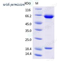 Sino Biological 29698-H08H2 image 1
