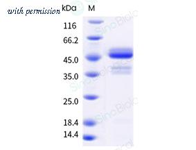 Sino Biological 29965-H02H-E image 1