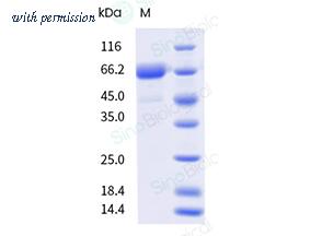 Sino Biological 41054-V02B image 1
