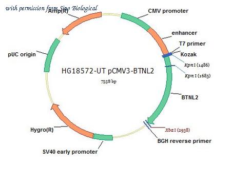 Sino Biological HG18572-UT image 1
