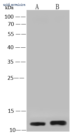 Sino Biological 10180-MM03 image 1