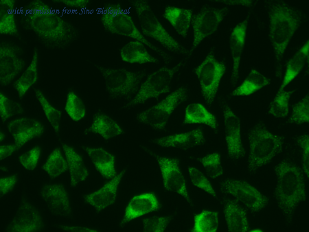 Sino Biological 10616-MM03 image 1