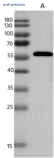 Sino Biological 40913-MM10 image 1