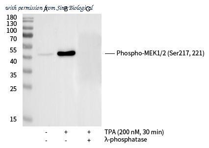 Sino Biological 110470-R0008 image 1