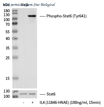 Sino Biological 111168-R0044 image 1