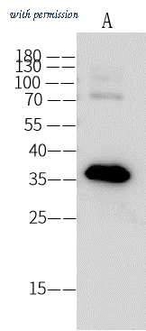 Sino Biological 40267-MM02 image 1