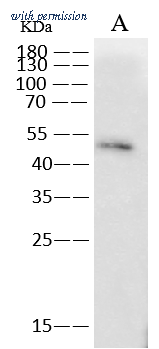 Sino Biological 68097-MM187 image 1