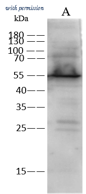 Sino Biological 100583-T40 image 1