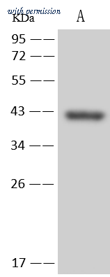 Sino Biological 109330-T34 image 1