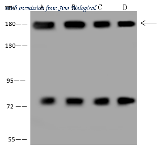 Sino Biological 200960-T46 image 1