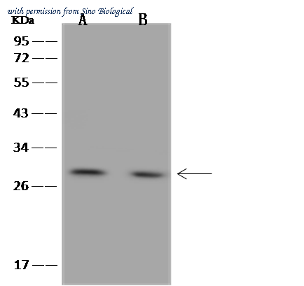 Sino Biological 201408-T40 image 1
