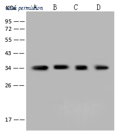 Sino Biological 202655-T36 image 1