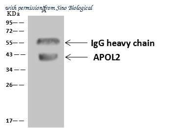 Sino Biological 203707-T04 image 1