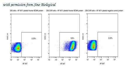 Sino Biological 10620-H86H-SG image 1
