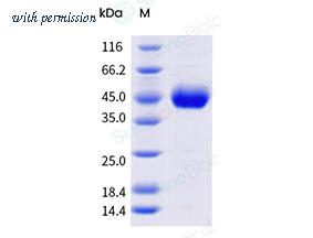 Sino Biological 91059-C49H-B image 1