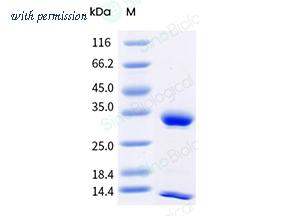 Sino Biological CT147-T08H image 1