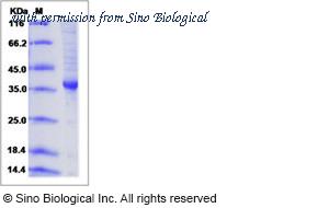 Sino Biological 10070-H01H image 1