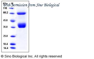Sino Biological 11608-H08H image 1