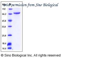 Sino Biological 11923-H07B image 1