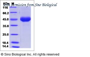 Sino Biological 40433-V08H1 image 1