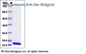 Sino Biological 40531-V08B image 1