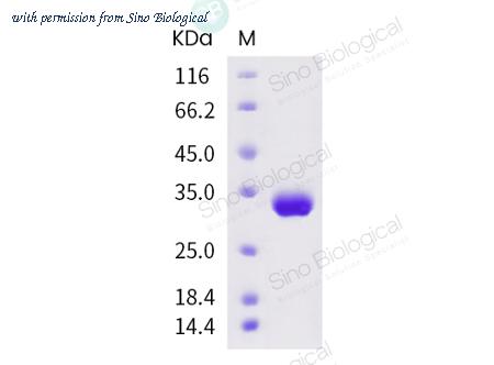Sino Biological 40592-V08B image 1