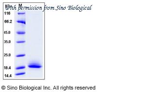 Sino Biological 50724-M08H image 1