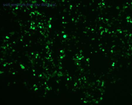 Sino Biological HG12259-ACG image 1