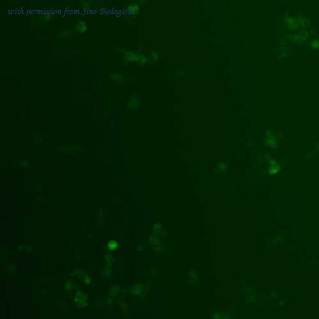 Sino Biological HG13127-ACG image 1