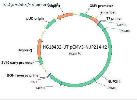 Sino Biological HG18432-UT image 1