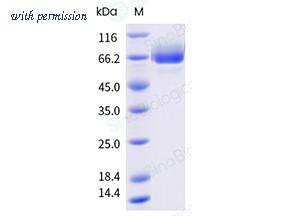 Sino Biological 10079-H49B-B image 1