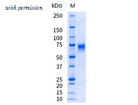 Sino Biological 10279-H08H-UE image 1