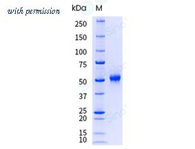 Sino Biological 10392-H08H1-UE image 1