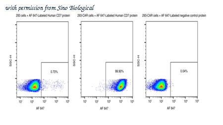 Sino Biological 11028-H86H-SG image 1