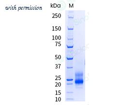 Sino Biological 11150-H08H-UE image 1