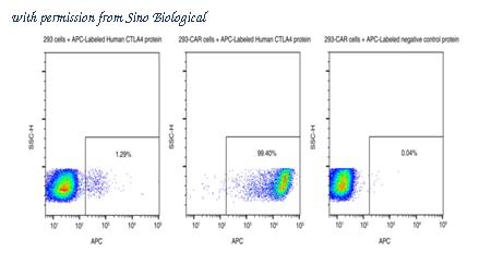 Sino Biological 11159-H86H-SA image 1