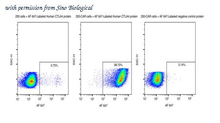 Sino Biological 11159-H86H-SG image 1
