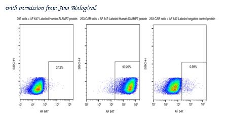 Sino Biological 11691-H86H-SG image 1