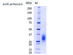 Sino Biological 13468-H08H-UE image 1