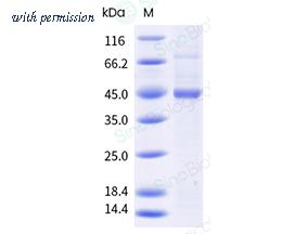 Sino Biological 13910-H08B-E image 1