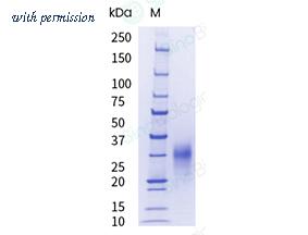 Sino Biological 29750-H08H-UE image 1
