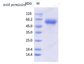 Sino Biological 40129-V49H1-B image 1