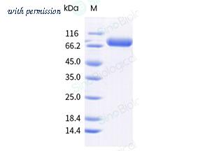 Sino Biological 40498-V08H13 image 1