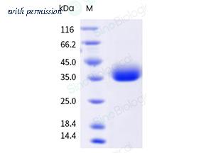 Sino Biological 40592-V49H23-B image 1