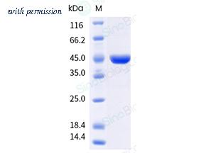 Sino Biological 40821-V49E-B image 1