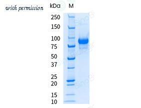 Sino Biological 40859-V08H1-UE image 1