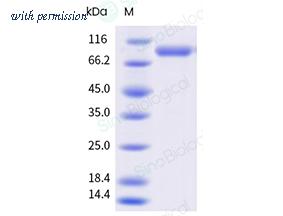 Sino Biological 40940-V49H9-B image 1