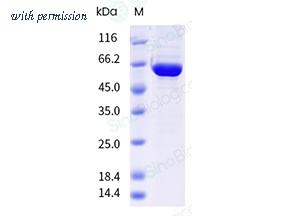 Sino Biological 40942-V49B-B image 1