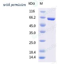 Sino Biological 40962-V49B-B image 1